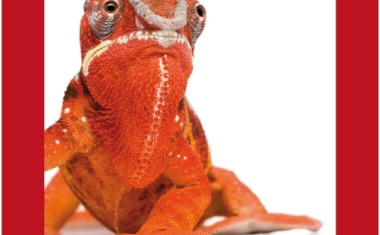 IT-Lösungen im Gesundheitswesen