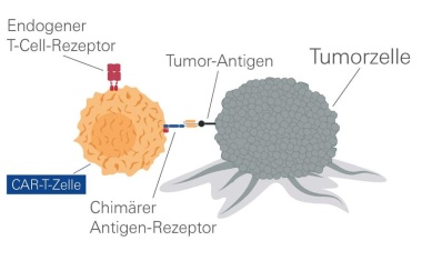 Wegweisendes europäisches Forschungsprojekt zur Krebsimmuntherapie