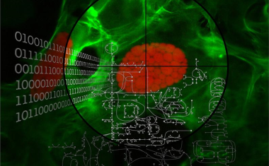Durchbruch in der Malariaforschung