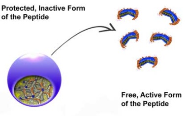 Peptide gegen Superkeime