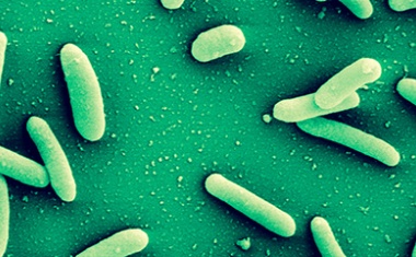 Neuer Hemmstoff gegen hartnäckige bakterielle Biofilme