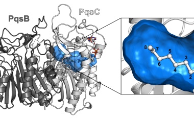 Auch Krankenhauskeime haben Schwachstellen