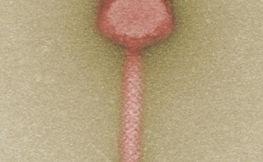 Neue Wirkstoffe gegen multiresistente Keime