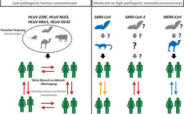 Vermehrung von SARS-Coronavirus-2 verhindern