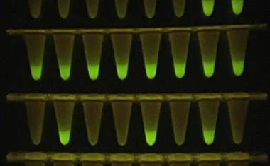 Neuartiges Covid-19-Schnelltestverfahren