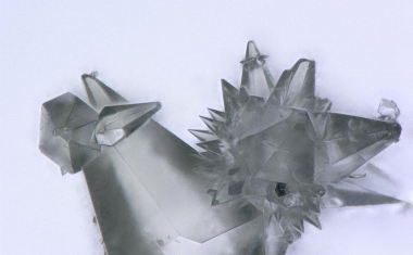 Virenhemmer aus dem Meer