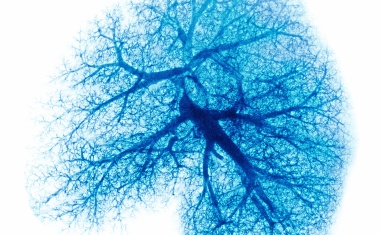 Welche Zellen das neuartige Coronavirus befällt