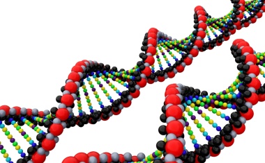 Genschere CRISPR-Cas9 - Schnitt mit Nebenwirkung