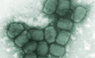 Schon die Wikinger hatten Pocken