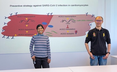 mikro-RNAs blockieren Einfallstor für SARS-CoV-2