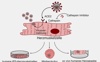 Coronavirus kann im Labor Herzzellen infizieren