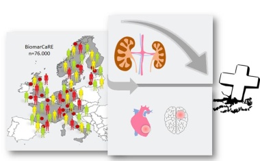 Bessere Diagnose von chronischer Niereninsuffizienz mittels Cystatin C- Messung