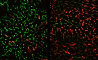 Blutgefäße kontrollieren die Organfunktion und Krankheitsprozesse