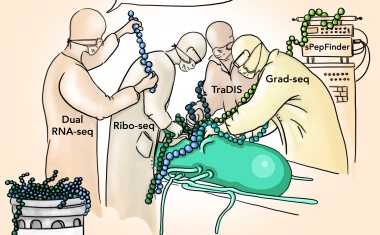 Neue Salmonellen-Proteine entdeckt