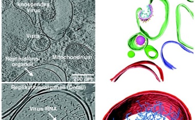 Mit Kryo-Elektronentomografie auf das Corona-Virus blicken
