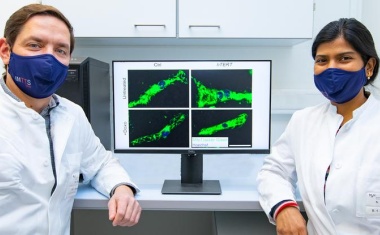 Gen-Behandlung schützt vor Herzschäden durch Chemotherapie