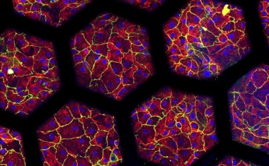 Berner Forschende bauen hochentwickelte „Lunge auf Chip“