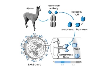 NMI entwickelt Testsystem zur Überwachung des Immunstatus nach Corona-Infektion