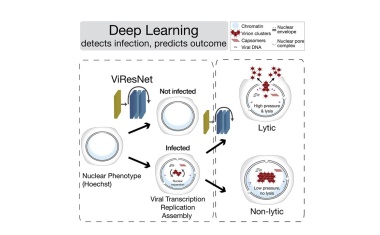 Mikroskopisches „Deep Learning“ sagt Virusinfektionen voraus