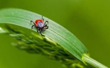 Zi veröffentlicht Studie zu Erkrankungszahlen der Lyme-Borreliose in Deutschland