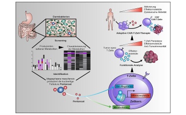 Anti-Tumormittel aus dem Darm