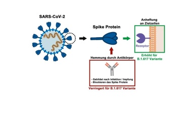 SARS-CoV-2-Variante B.1.617 macht es dem Immunsystem schwer