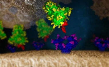 Achillesferse des Coronavirus