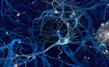 Erster umfassender Atlas der Neuronentypen im Gehirn