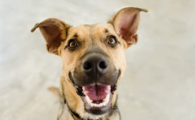 Flüchtige Muster von SARS-CoV-2 erkennen