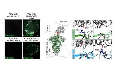 Fledermaus-Virus als Pandemie-Auslöser?