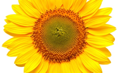 Die AWMF verurteilt den völkerrechtswidrigen Krieg gegen die Ukraine