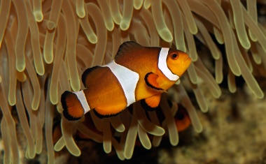 Hoffnung für Patienten mit Diabetischem Fußsyndrom