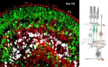 SARS-CoV-2 geht ins Auge