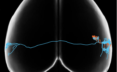 Funktionelle Mikroskopie-Methode