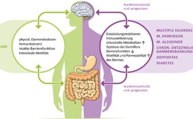 Wie steuern Signale aus dem Darm Erkrankungen des Gehirns?