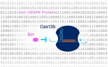 Präzisionsschliff für die Genschere