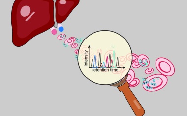Früherkennung von Lebererkrankungen durch Proteomik