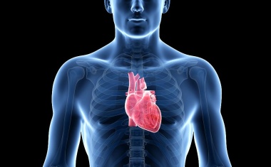 Bioinspirierte Herzklappen aus dem 3D-Drucker