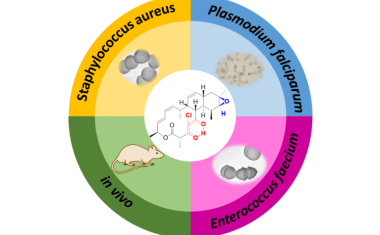 Zwei Erreger mit einer Klappe