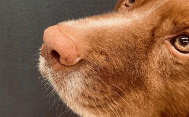 Hunde können Long-Covid-Patienten erkennen