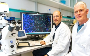 MHH: Rätsel der Herzreparatur gelöst