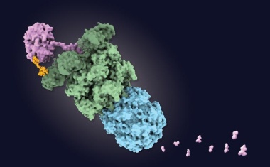 Antibiotika der Zukunft