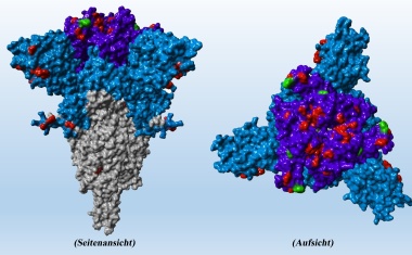 SARS-CoV-2: Antikörperfluchtvarianten