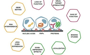 Zellschonende Transfektion von Proteinen und anderen Makromolekülen in lebende Zellen
