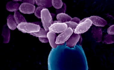 Wie hochresistente Pilzstämme entstehen