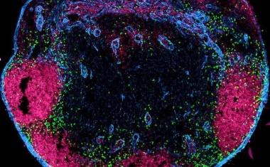 Neue Akteure der Immunantwort