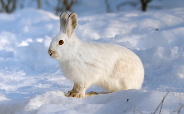 Folgen Sie dem KHZG oder dem weißen Kaninchen?