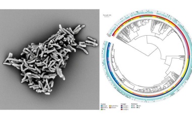 Personalisierte Antibiotika-Behandlungsstrategien bei Tuberkulose-Erkrankten