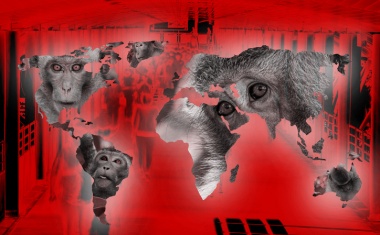 WHO-empfohlene Händedesinfektionsmittel inaktivieren Affenpockenviren