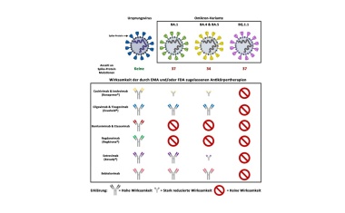 Omikron-Untervariante BQ.1.1 resistent gegen alle therapeutischen Antikörper